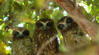 Owl family