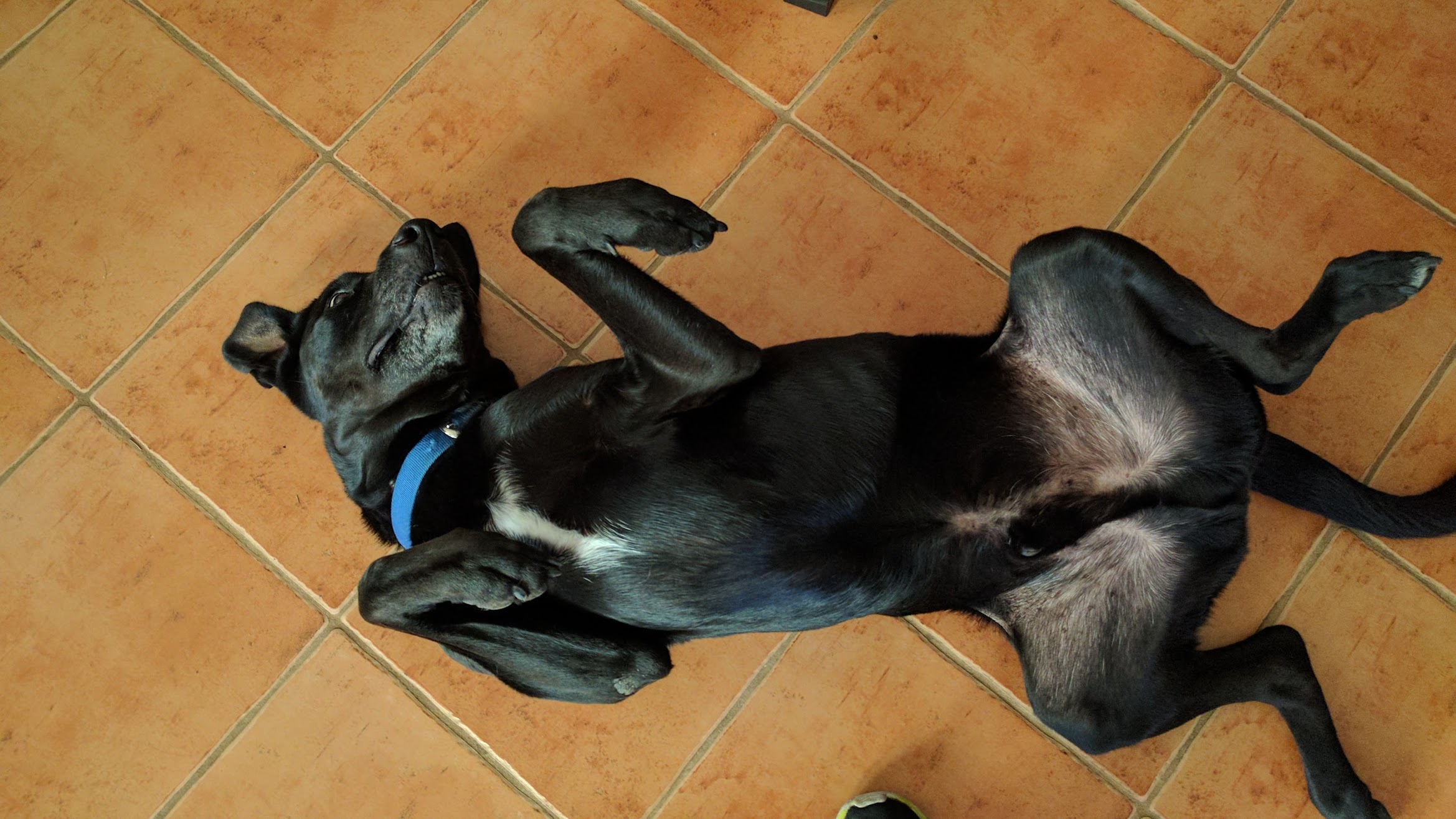 Bluey