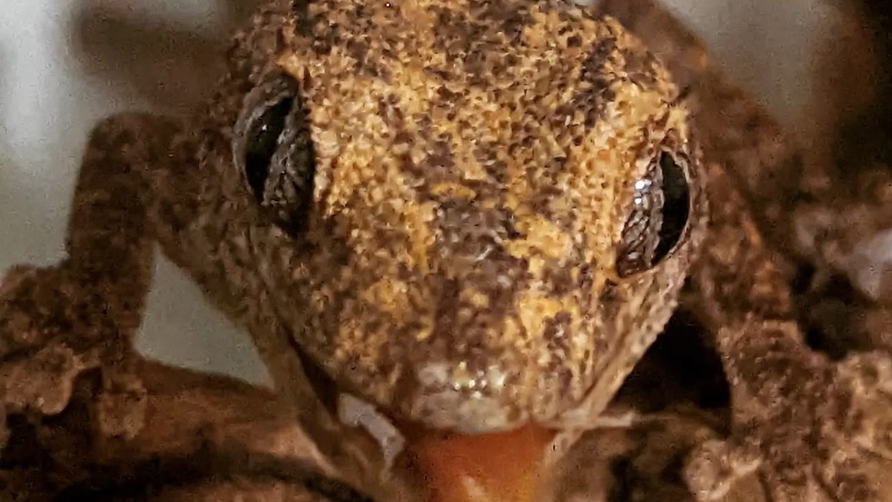Gecko2