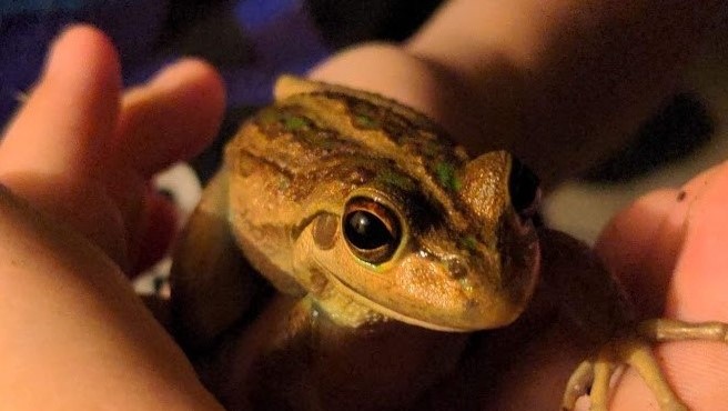 Frog