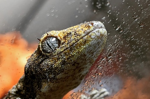 Gecko1