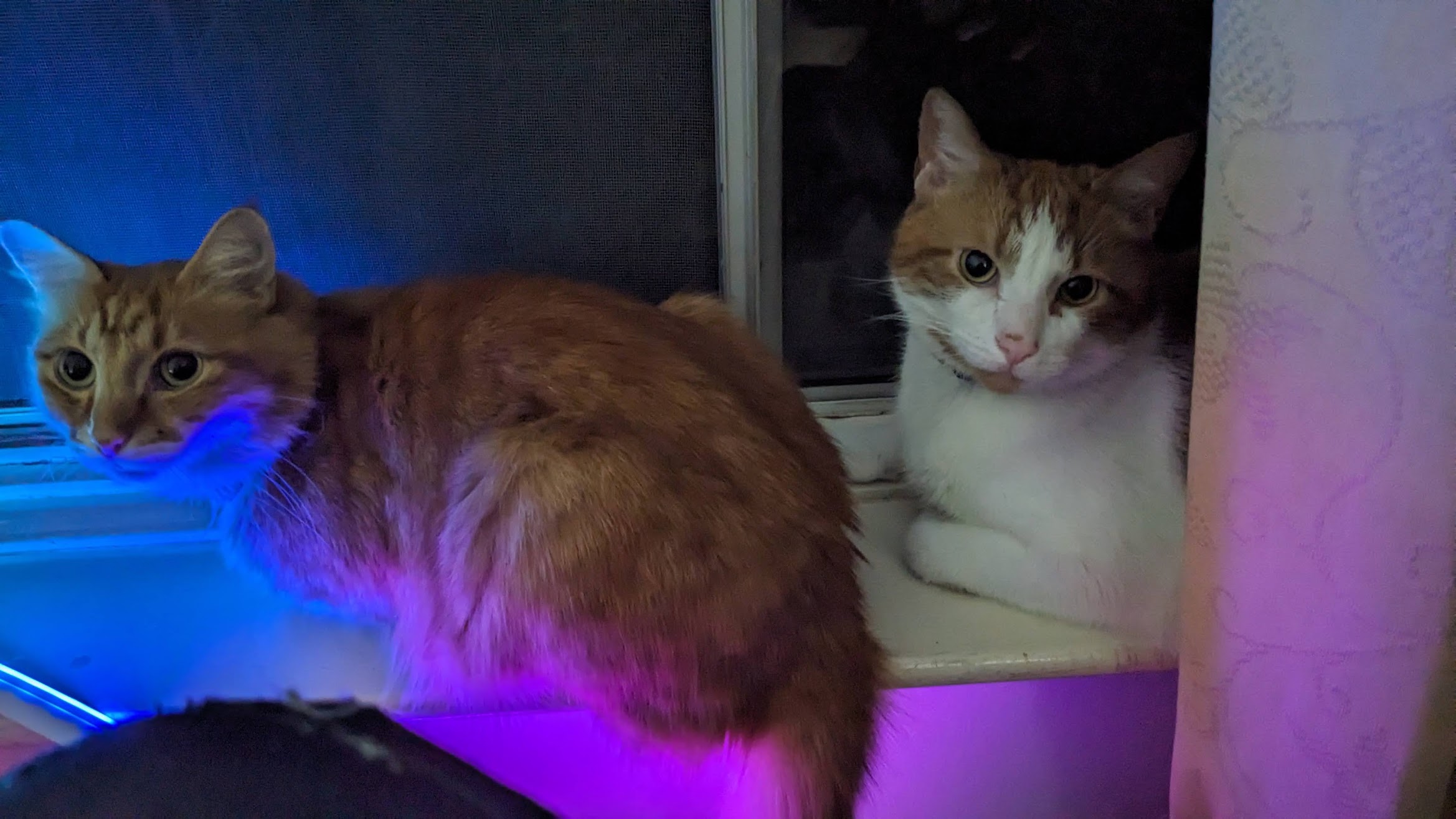 Simba and Spicy