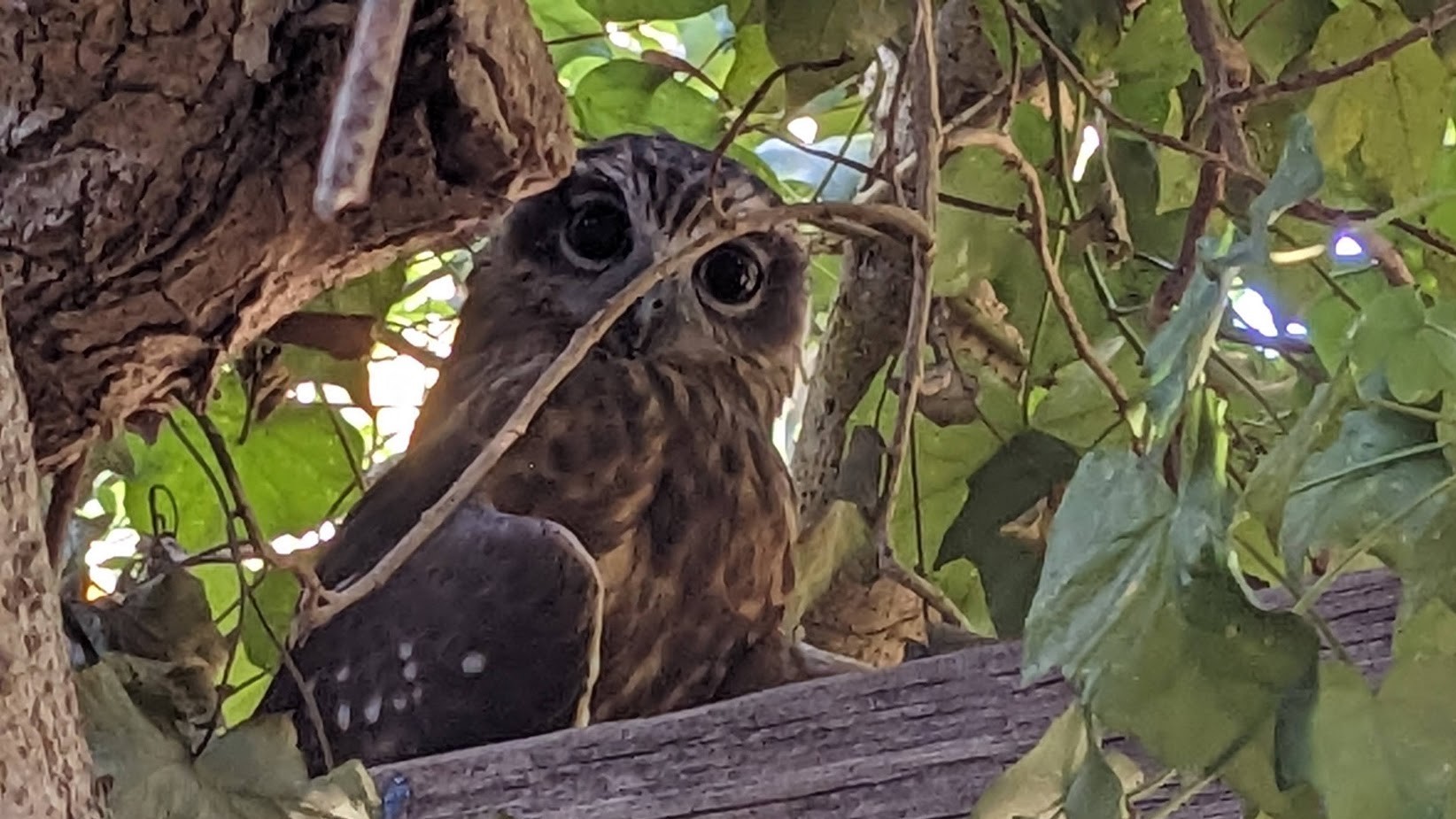 Owl